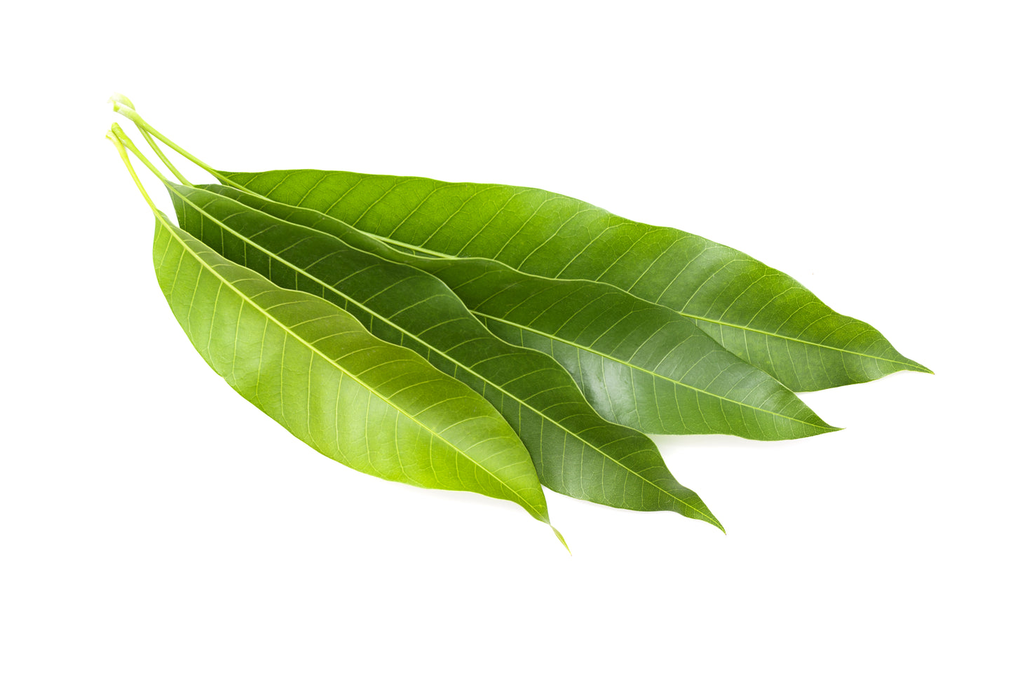 AAMBA LEAVES 10 LB